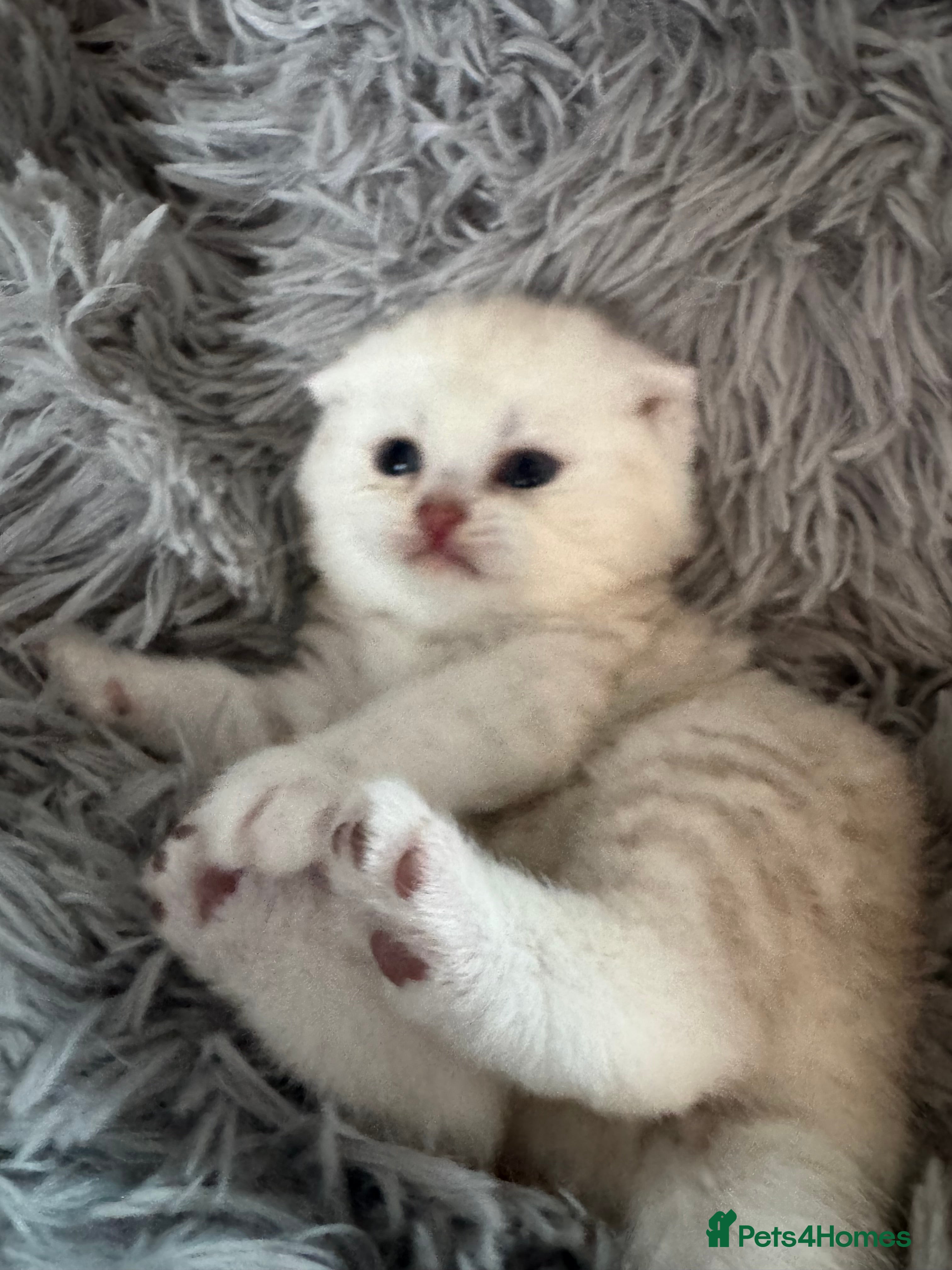 Scottish Fold cats 🐾 chocolate Scottish fold🐾 - Advert 12