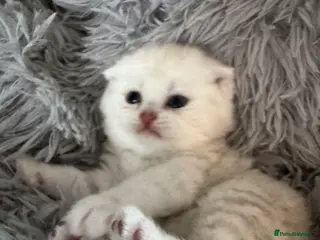 Scottish Fold cats 🐾 chocolate Scottish fold🐾 - Advert 12