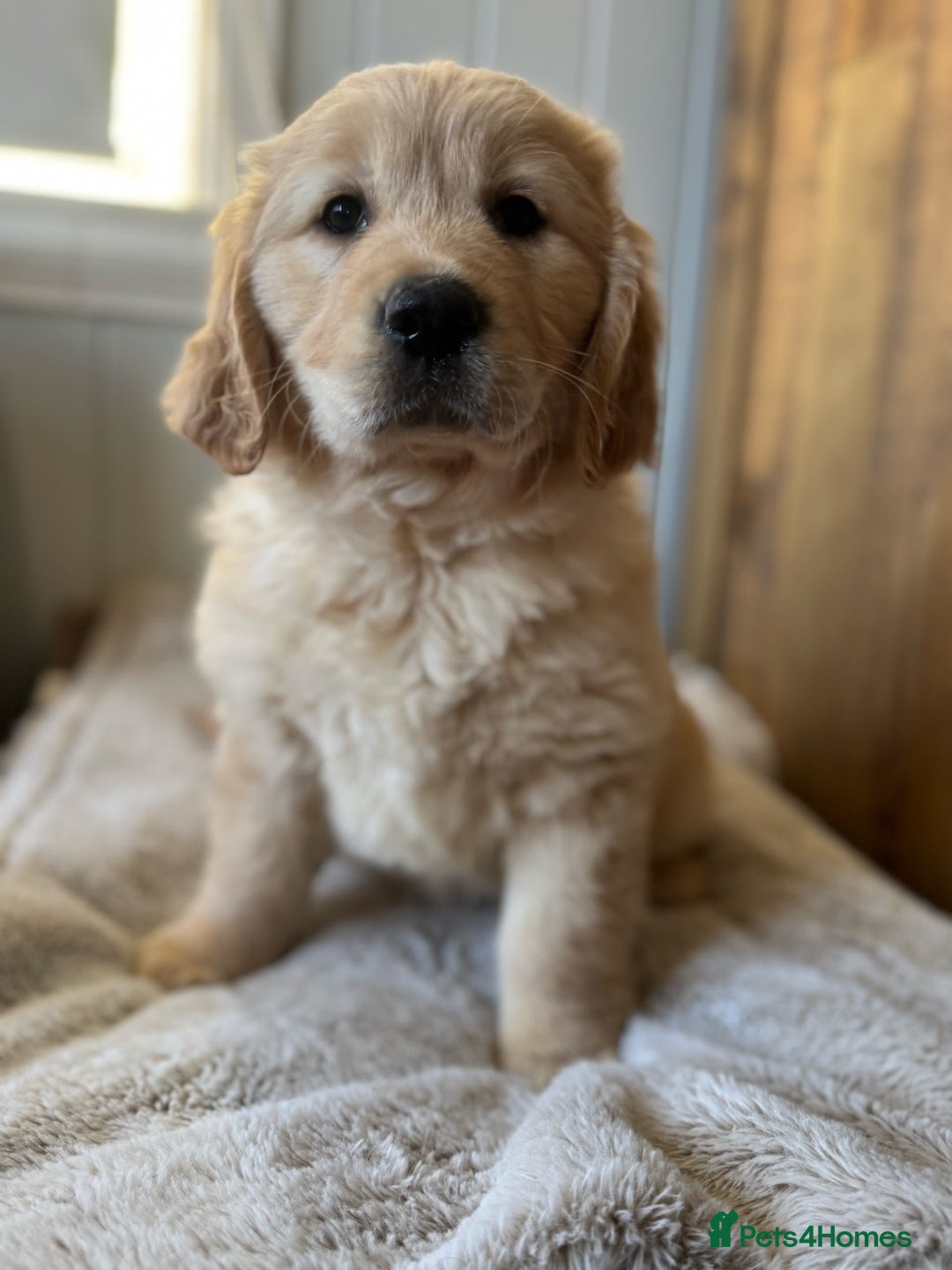 Golden Retriever dogs for sale: Golden Retriever Puppies ready to go now - Image 2