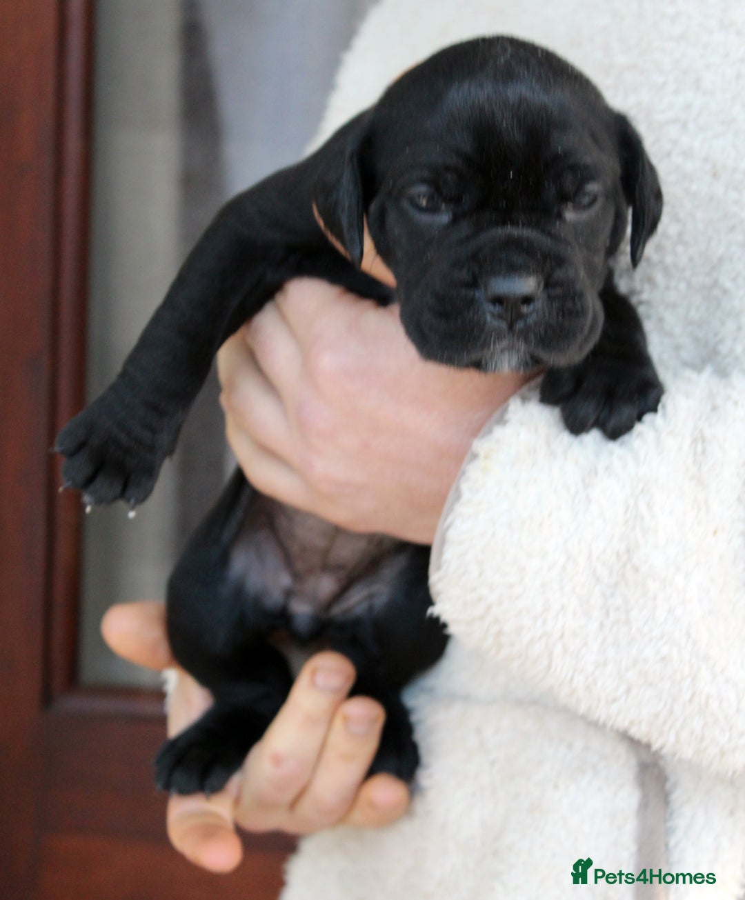 Cane Corso dogs for sale: Cane Corso Puppies from Exceptional Bloodlines, - Advert 12