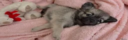Chihuahua dogs for sale: Ready to leave Now long Coat Chihuahua male pup - Advert 15