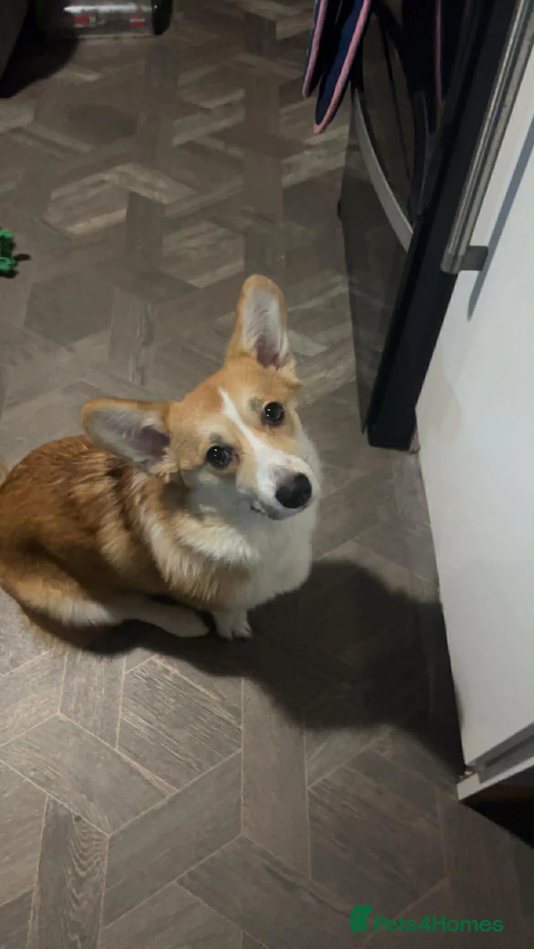 Welsh Corgi Pembroke dogs for sale: Welsh Pembrokeshire corgi  - Advert 7