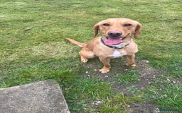 Goldador dogs for sale: Goldador  - Image 1