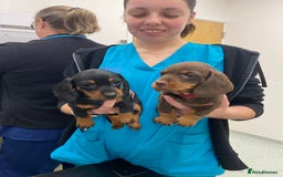 Miniature Dachshund dogs for sale: 🐶 READY NOW 🐶 REDUCED⭐️ - Image 20