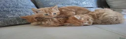 British Shorthair cats for sale: Ginger tabbies  - Advert 3