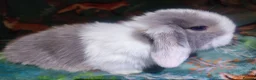 Mini Lop rabbits for sale: Baby Mini Lops - Advert 35
