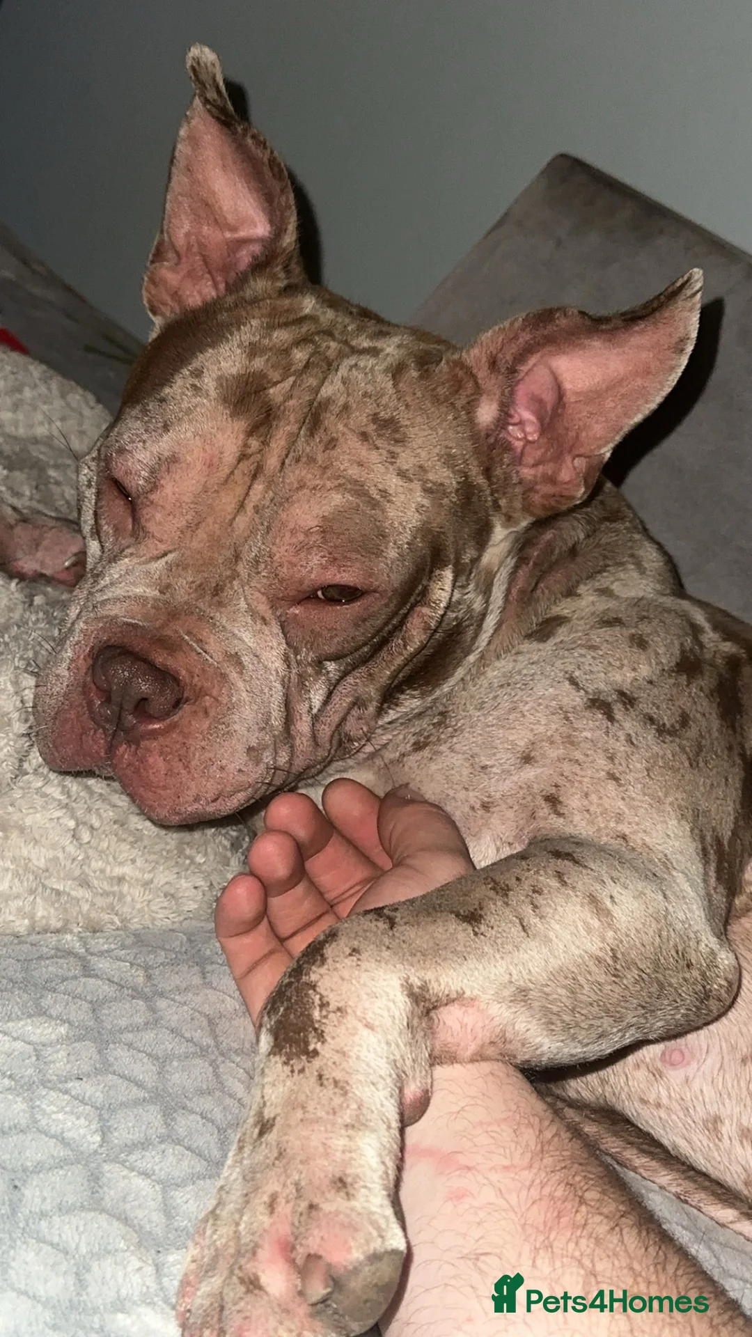 Mixed Breed dogs for stud: Stud Dog Marley  in Wisbech - Advert 5