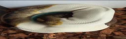 Python Snake reptiles for sale: Snake rack with ball pythons  in Gillingham - Advert 3
