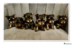 Yorkshire Terrier dogs for sale: Toy Yorkshire Terrier Puppies - Image 1