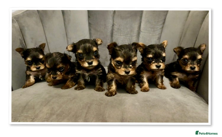 Yorkshire Terrier dogs - Advert 2