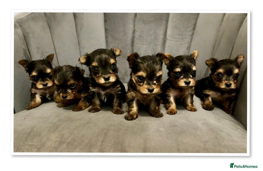 Yorkshire Terrier dogs for sale: Toy Yorkshire Terrier Puppies - Image 1