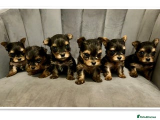 Yorkshire Terrier dogs - Advert 36