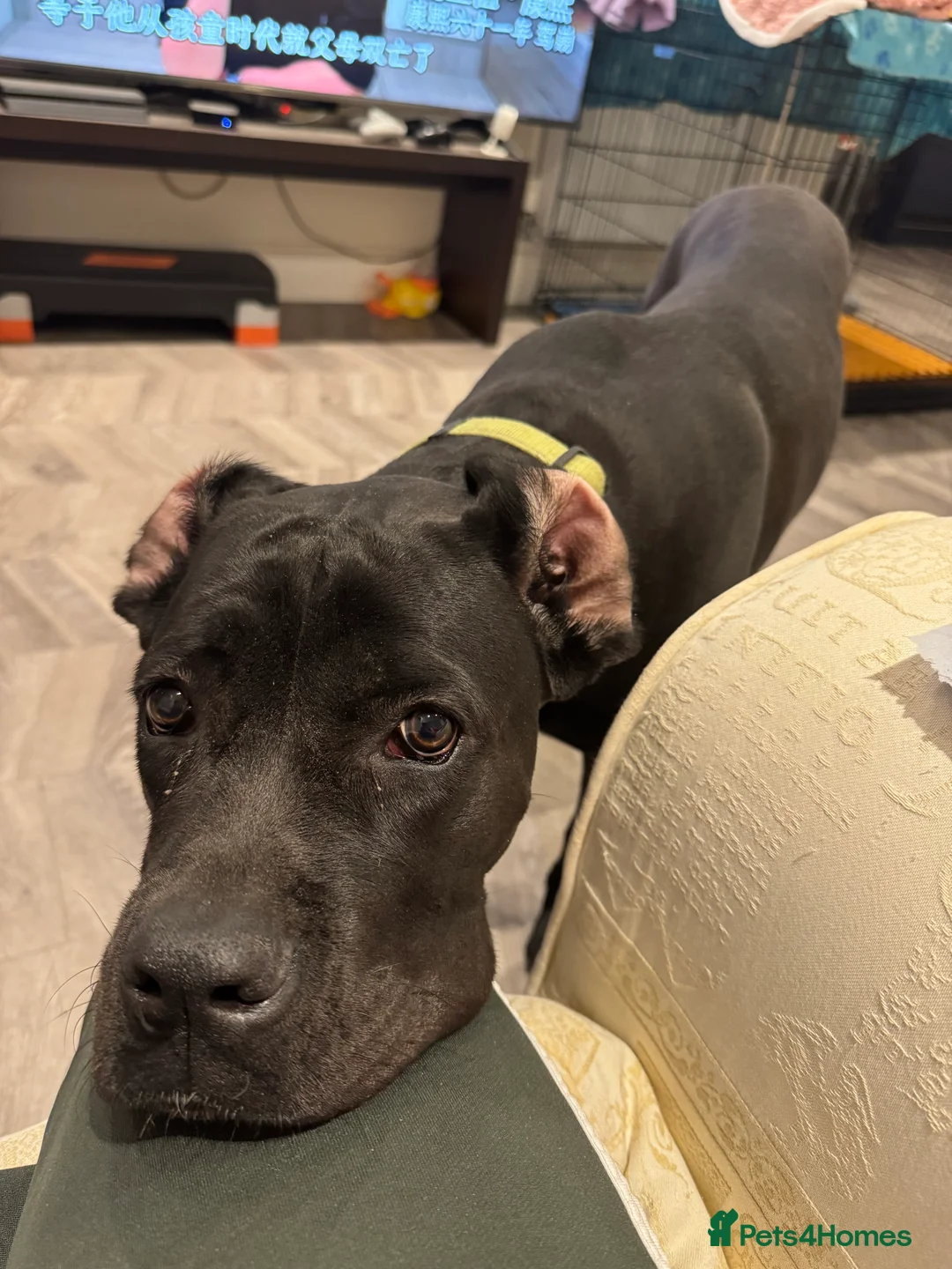 Cane Corso dogs for sale: 8 month old female cane corso - Advert 5