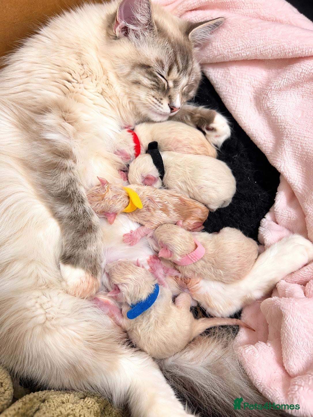 Ragdoll cats Ragdoll kittens - Advert 12