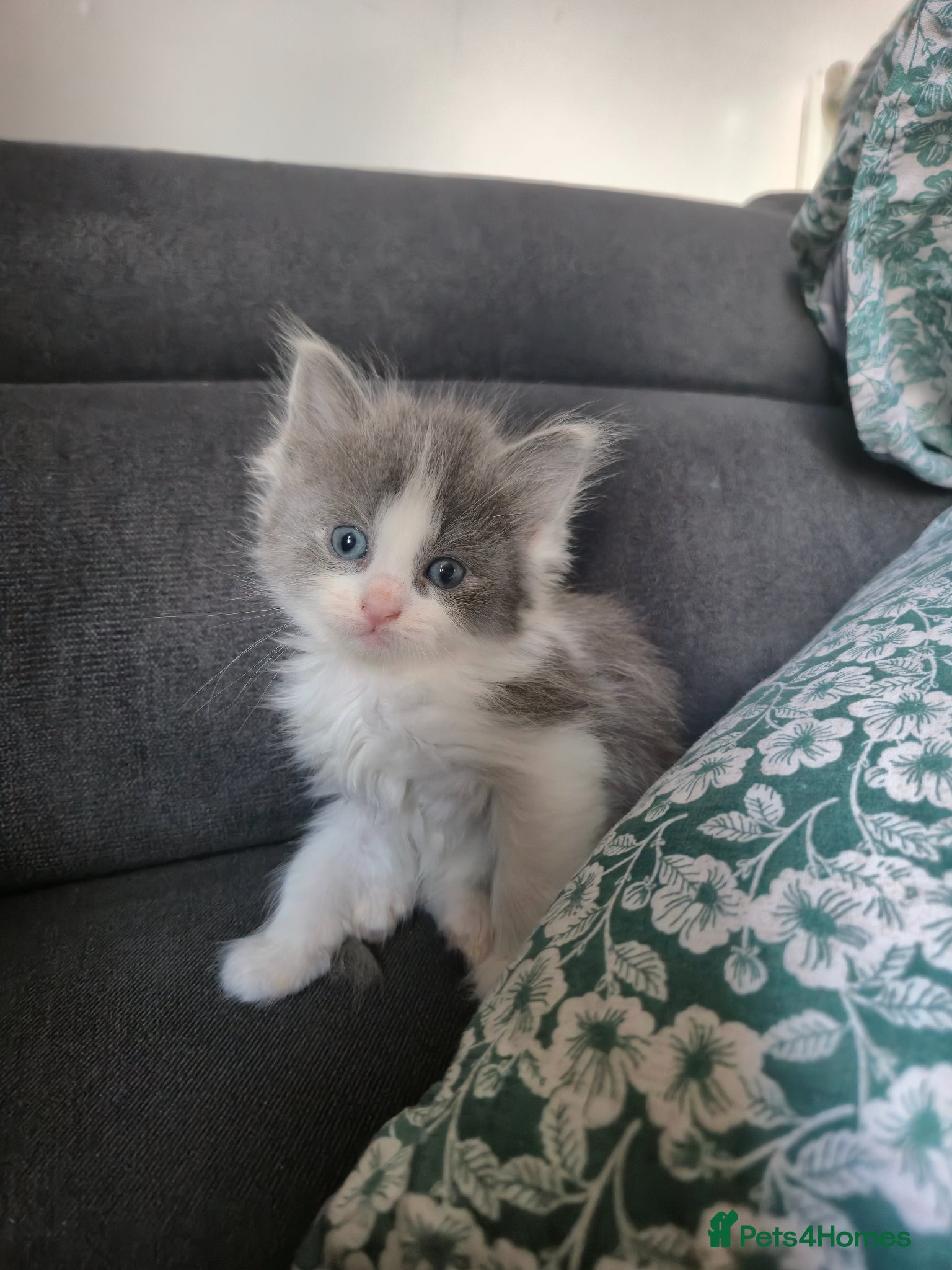 Mixed Breed cats Ragdoll x   (girl left)  - Advert 5