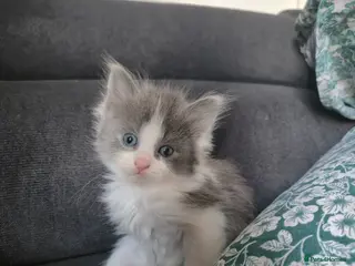 Mixed Breed cats Ragdoll x (girl left) - Advert 4