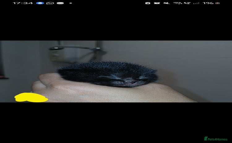 Mixed Breed cats - Advert 16