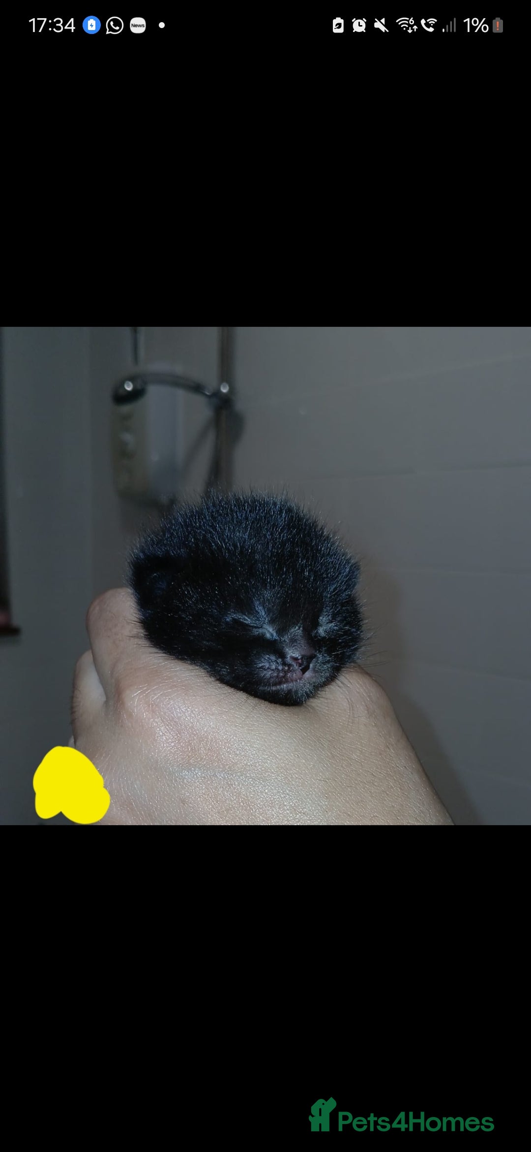 Mixed Breed cats for sale: 3 gorgeous kittens 😸  - Image 1