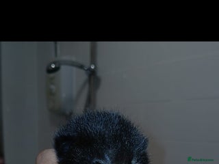 Mixed Breed cats for sale - Advert 1