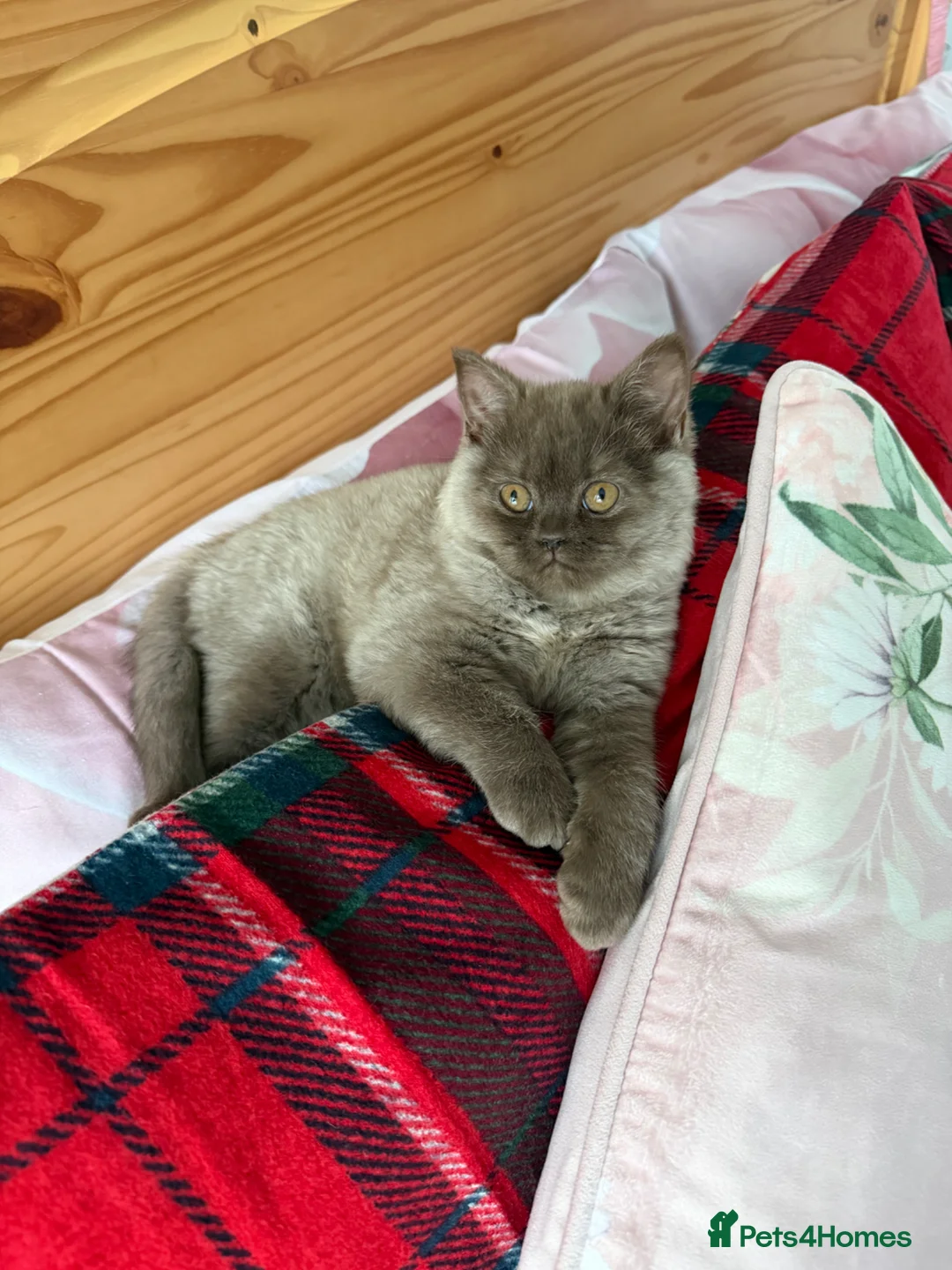 British Shorthair cats for sale: Fluffy BSH unique colour  - Advert 2