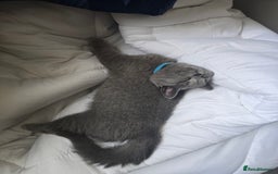 British Shorthair cats for sale: British Short-hair Kittens x3  - Image 10