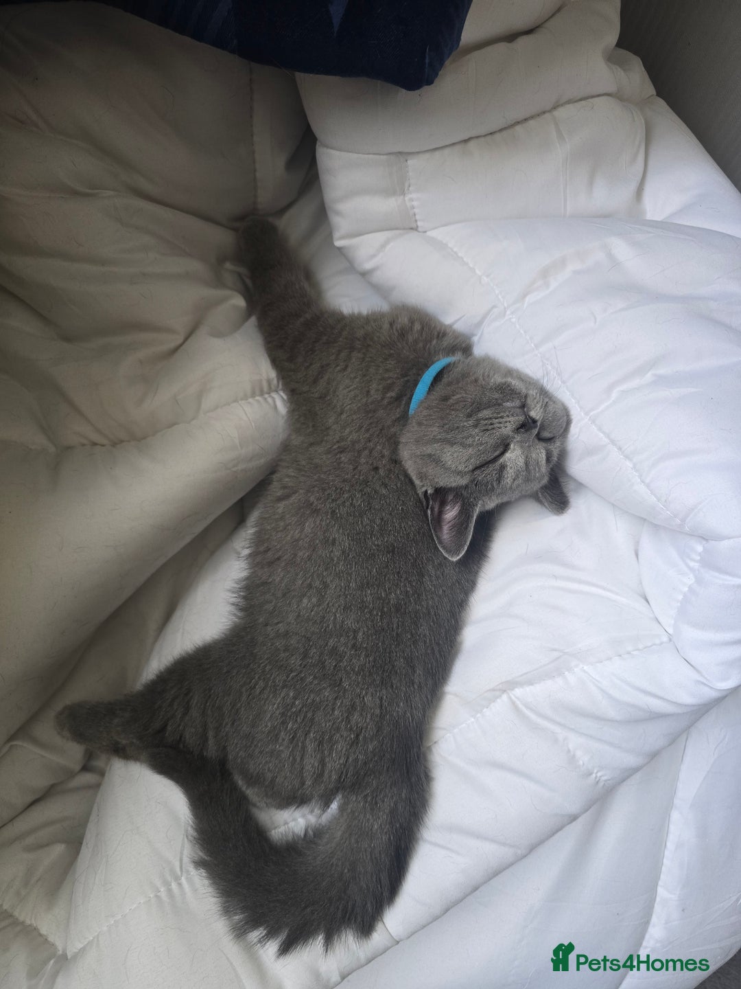 British Shorthair cats for sale: British Short-hair Kittens x3  - Image 10