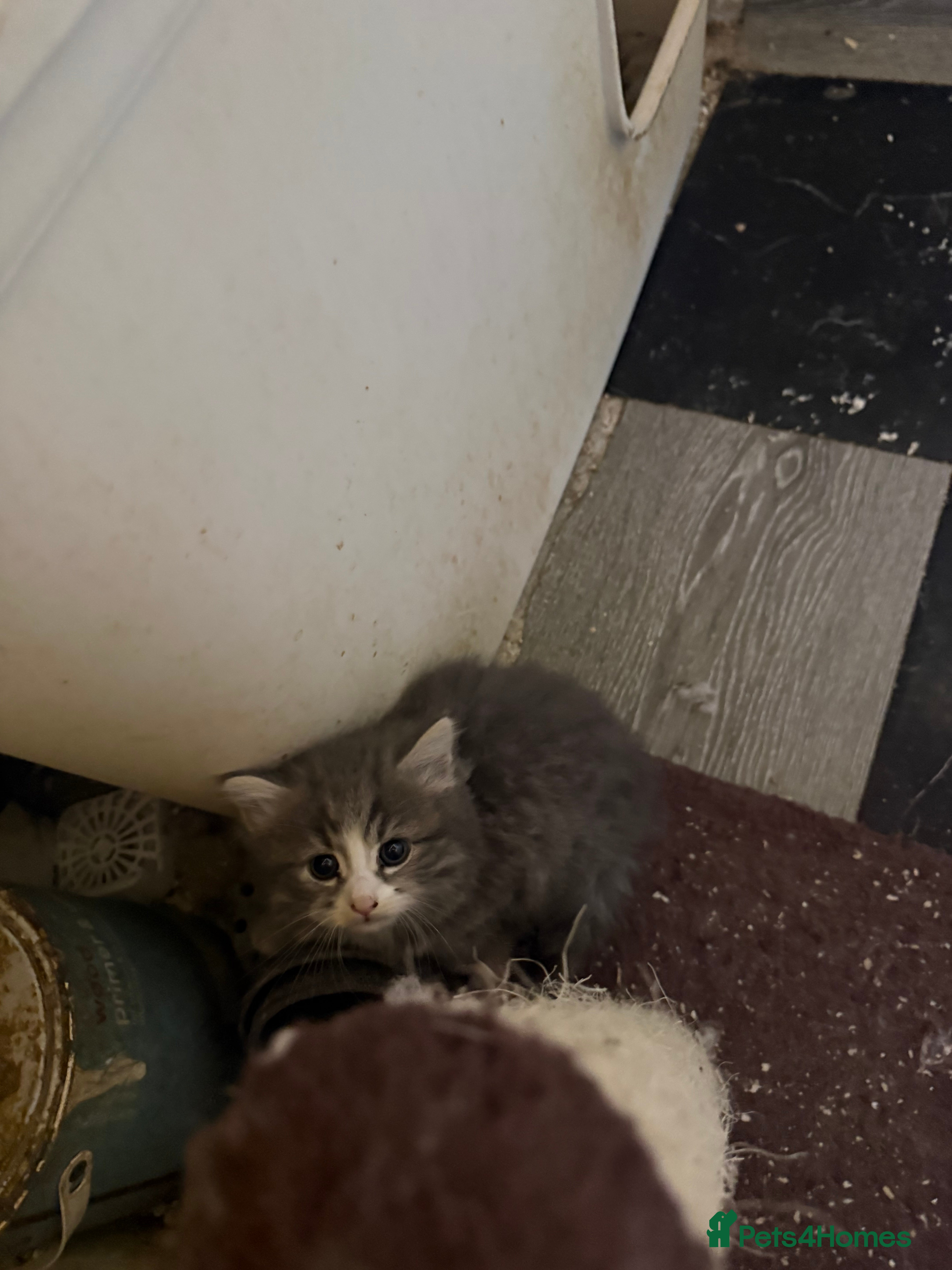 Norwegian Forest Cat cats Fluffy cuddles of joy ready now they are 9weeks  - Advert 2