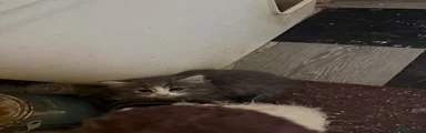 Norwegian Forest Cat 3