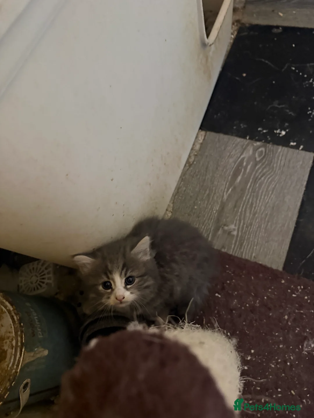 Norwegian Forest Cat cats for sale: Fluffy cuddles of joy ready now they are 9weeks  - Advert 2