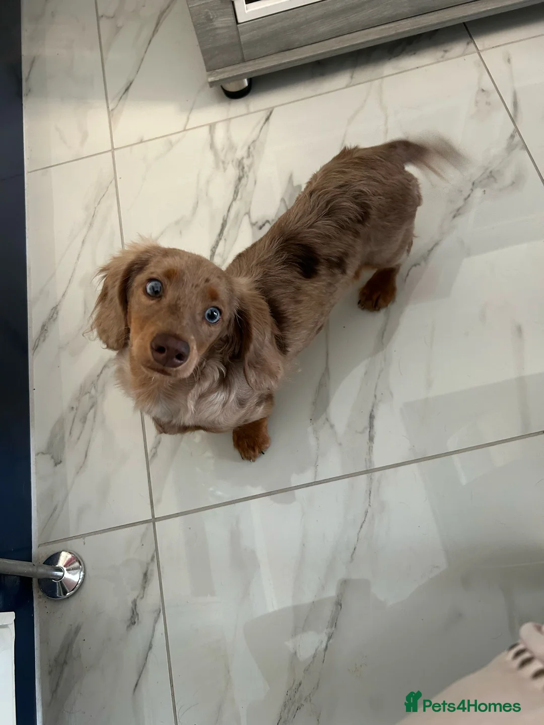 Miniature Dachshund dogs for stud: Chocolate Dapple mini dachshund stud  - Advert 12