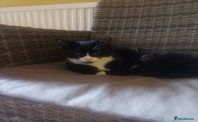 Mixed Breed cats - Advert 4
