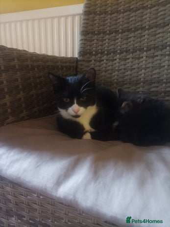 Mixed Breed cats - Advert 16