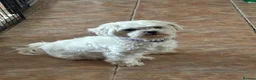 Maltipoo dogs for sale: Maltipoo Pups  - Advert 7