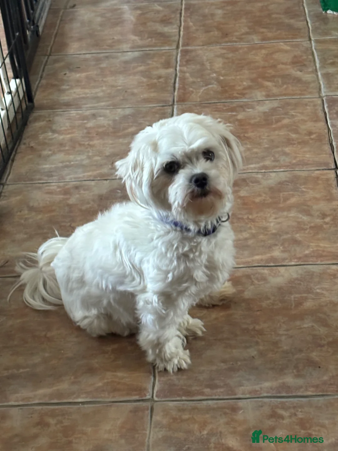 Maltipoo dogs for sale: Maltipoo Pups  - Advert 7