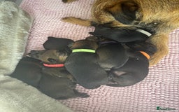 Border Terrier dogs for sale: Border Terrier Puppies (ready 22 Oct 2025) - Image 8