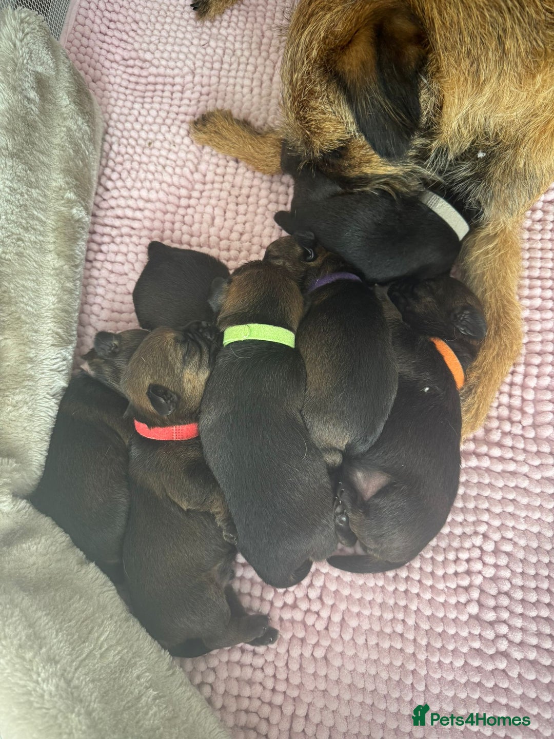 Border Terrier dogs for sale: Border Terrier Puppies (ready 22 Oct 2025) - Image 8