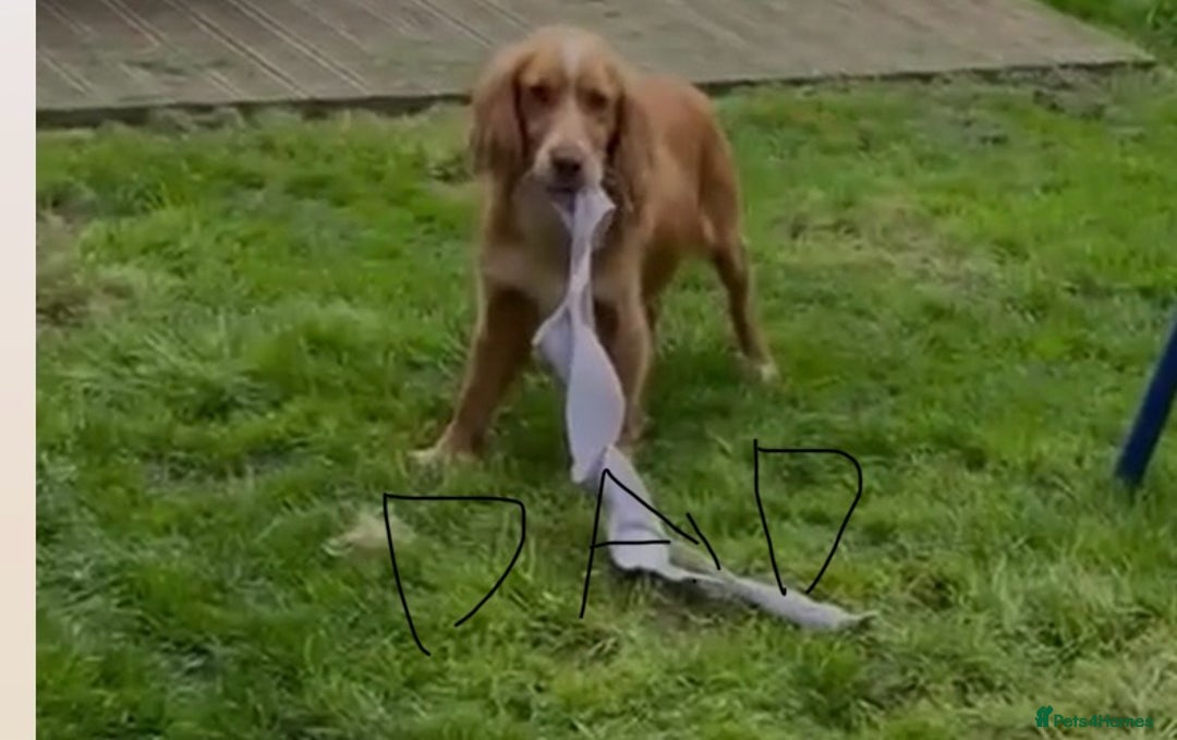 Cocker Spaniel dogs for sale: 6 beautiful cocker spaniels puppy’s born 01/12/25 - Advert 9