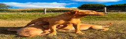 Goldador dogs for sale: Beautiful Goldador Puppies - Advert 30