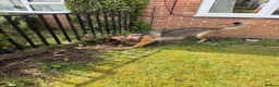 German Shepherd dogs for sale: German Shepherd Female, 2 and half years old in Corby - Advert 9
