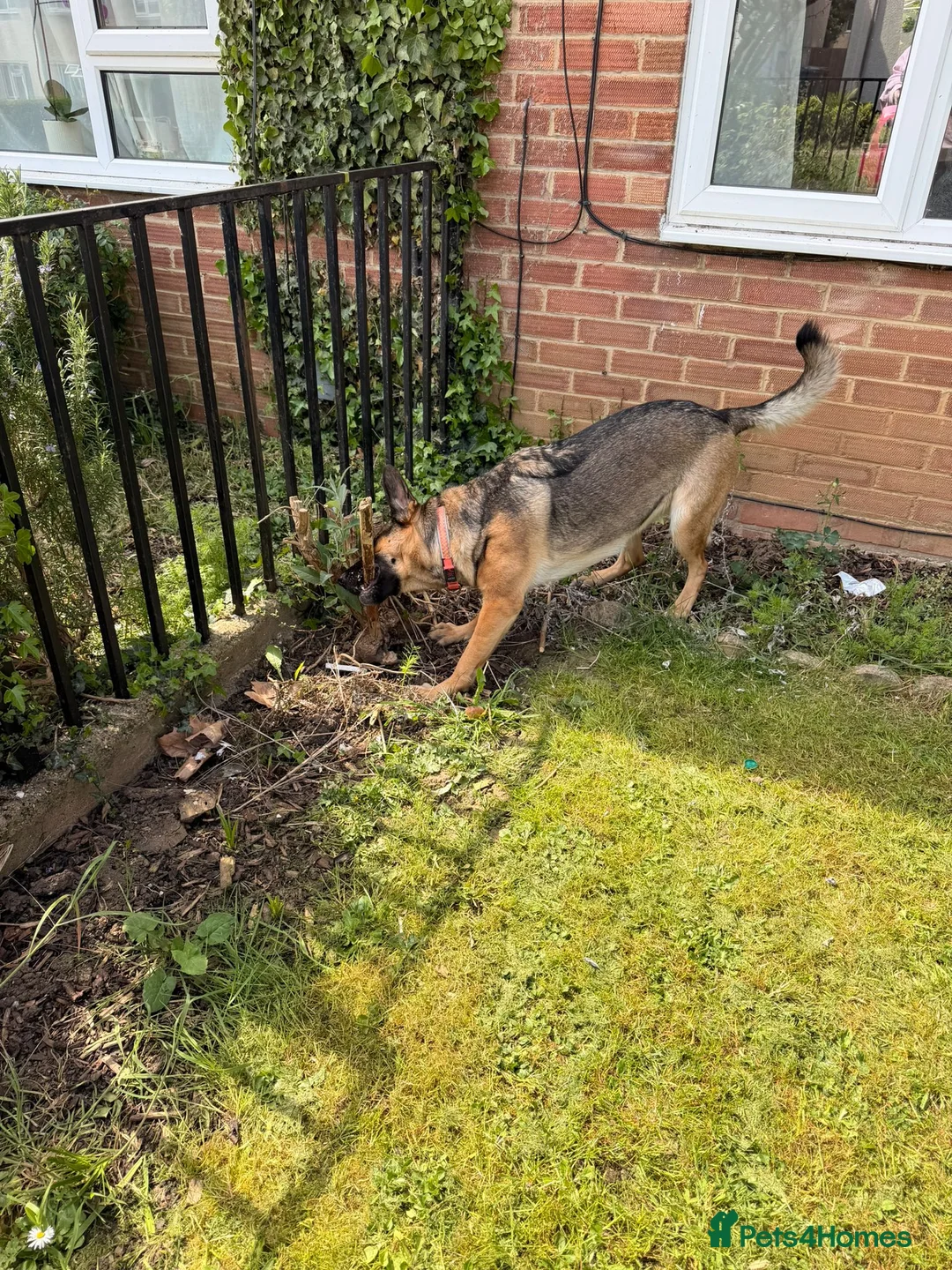 German Shepherd dogs for sale: German Shepherd Female, 2 and half years old in Corby - Advert 9