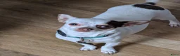 Chihuahua dogs for sale: Apple Head Chihuahua - Advert 4