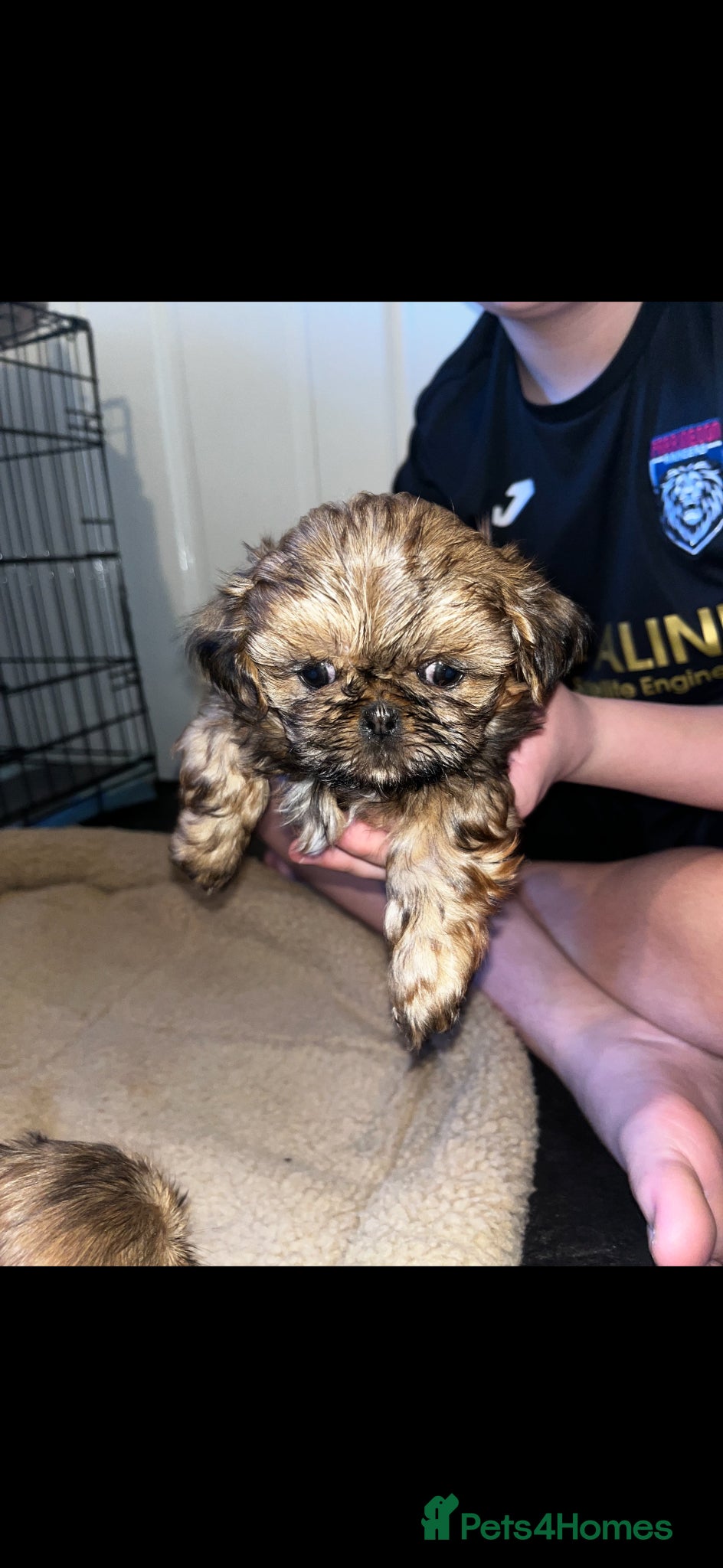 Shih Tzu dogs Shih tzu puppy  - Advert 6