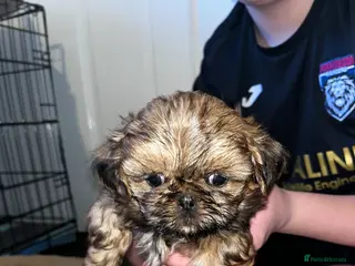 Shih Tzu dogs Shih tzu puppy - Advert 6