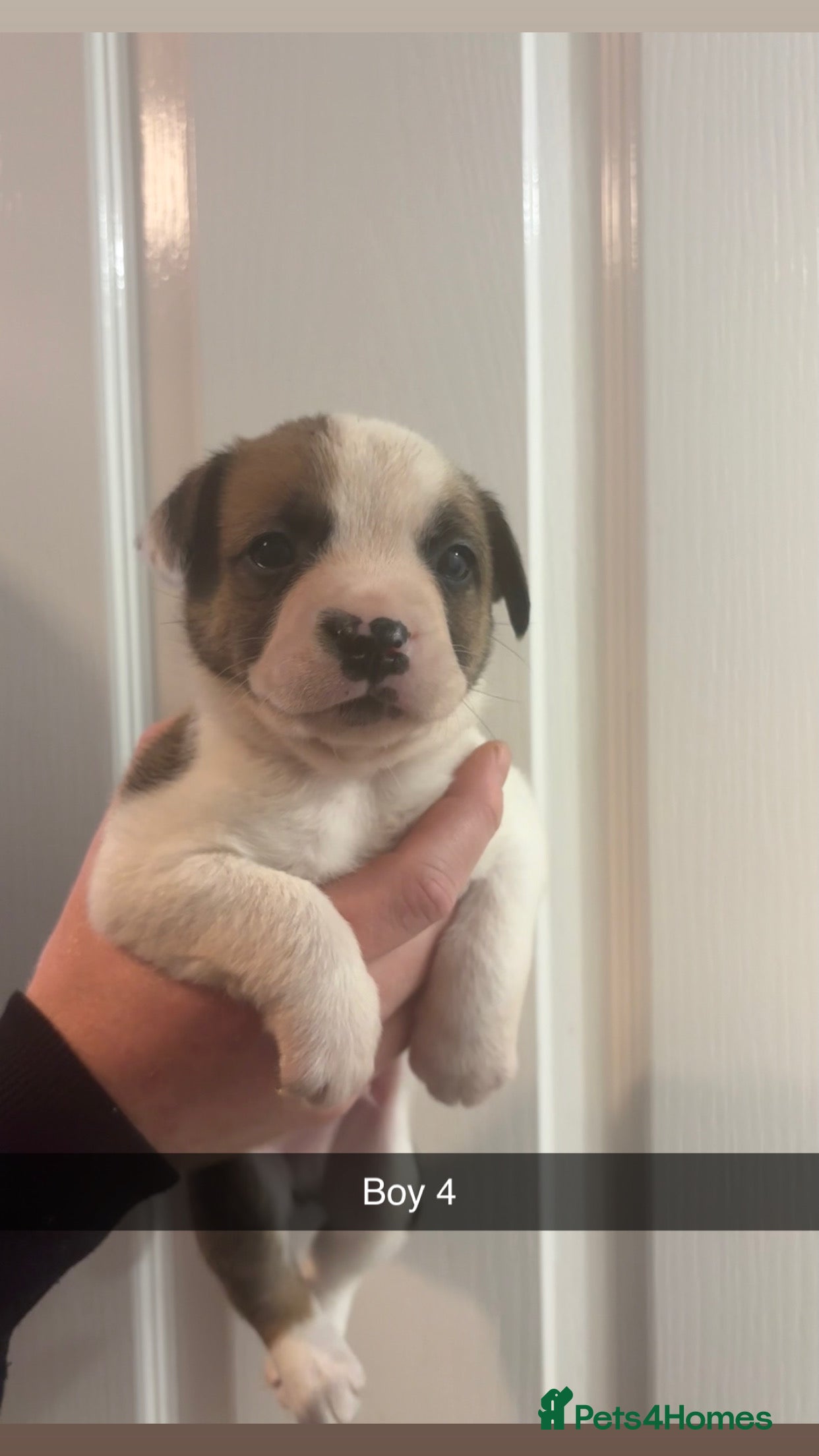 Mixed Breed dogs French bulldog x collie - Advert 19