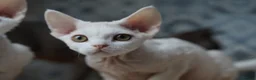 Devon Rex cats for sale: White Female Kitten Available 🤍 - Advert 3