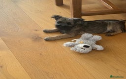 Mixed Breed dogs for sale: Border cross Cairn Terrier puppy - Image 2