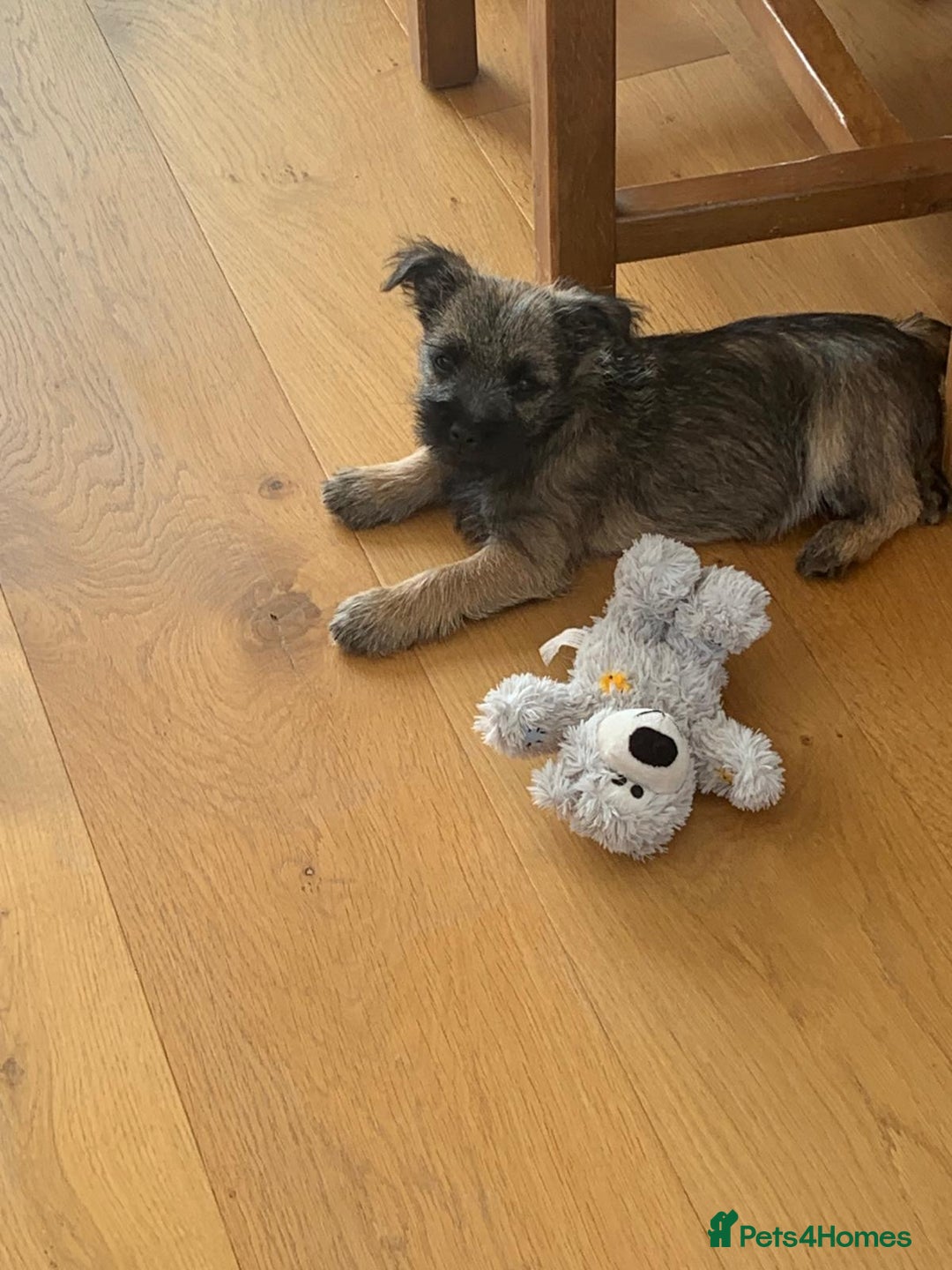 Mixed Breed dogs for sale: Border cross Cairn Terrier puppy - Image 2