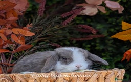 Mini Lop rabbits for sale: Mini lops  - Image 8