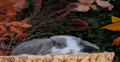 Mini Lop rabbits - Advert 16