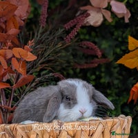 Mini Lop rabbits - Advert 3